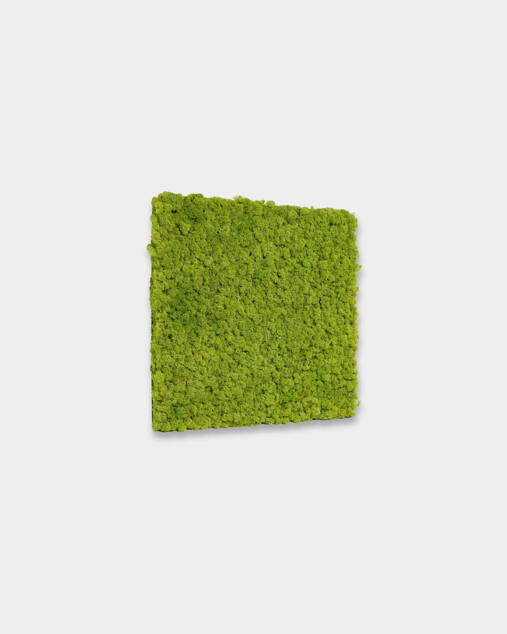 Square preserved moss wall panel in apple green on a plain white background