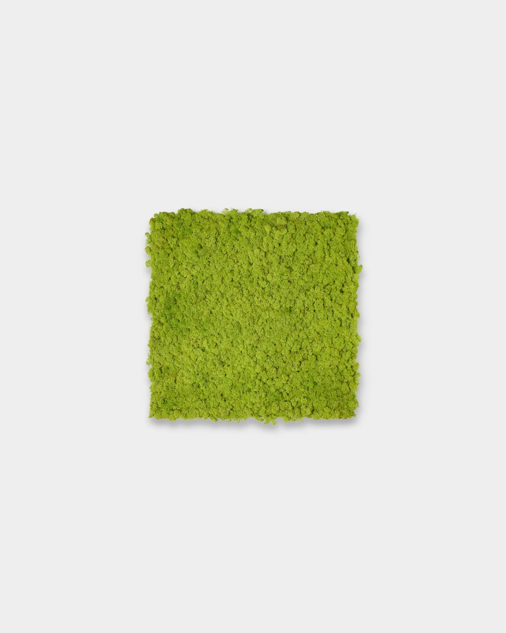 Square moss wall panel in apple green on a plain light gray background