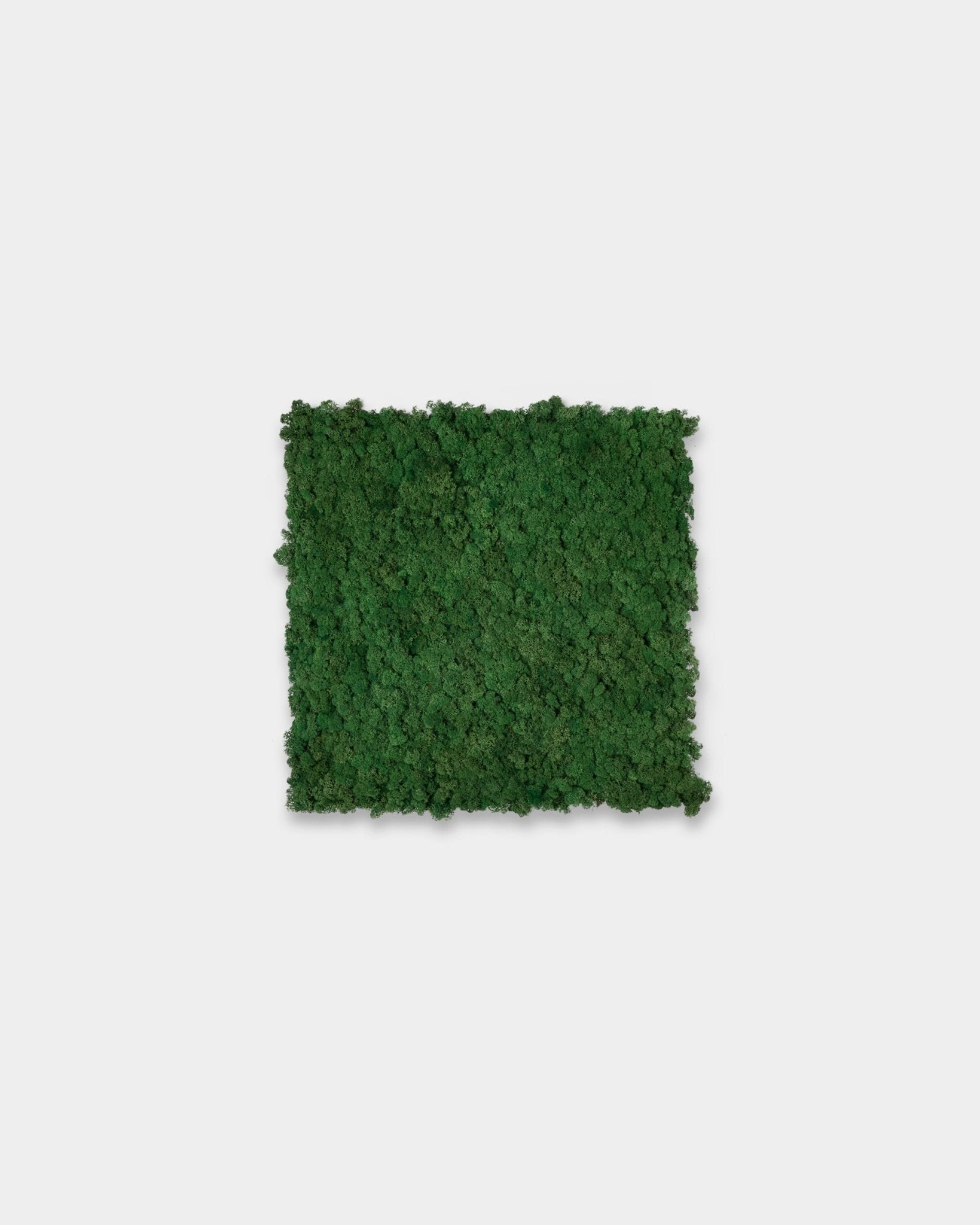 Square green moss wall panel shown on a plain white background